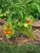 100 Pack Army Green 7x5 Inch Drawstring Mesh Bags for Potatoes Fruit Vegetables Plants Flowers Protection