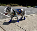 Petluno Antislip, dog boots, paw protection, these comfortable dog boots with soft soles are equipped with reflective straps (6, blue) Blue 6