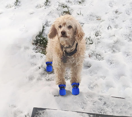 Petluno Antislip, dog boots, paw protection, these comfortable dog boots with soft soles are equipped with reflective straps (6, blue) Blue 6