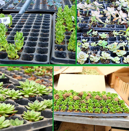 Petluno 4-piece seedling trays, 24-cell plastic seedling propagation trays, flower seed growing containers with adjustable ventilation openings for greenhouse, garden, home (with lids and bases)