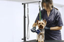 Dog Grooming Arm Pet Grooming Hammock Dog Grooming Stand with Loop Noose