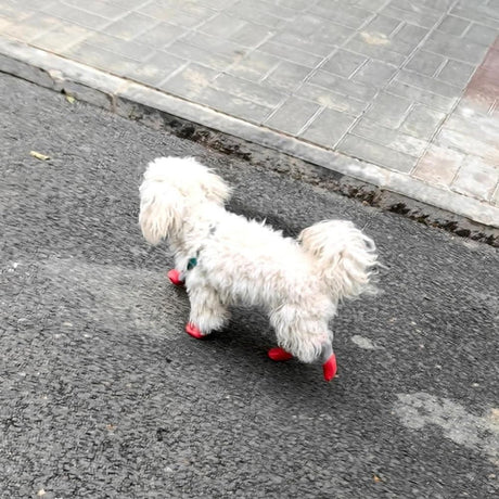 Waterproof Anti Slip Pet Shoes with Rubber Sole for Indoor and Outdoor Use Red - M