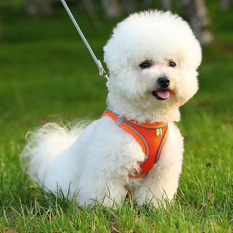 Pet Cat Harness and Leash Set Breathable Vest with Reflective Strip for Kitten Walking Traveling Orange - M