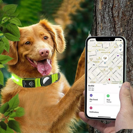 Luminous LED Pet Dog Collar Light-up USB Rechargeable Dog Collar Green - M