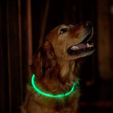 Light-Up Pet Dog Collars USB Rechargeable Pet Collar Adjustable Size Pet Collar Green - M