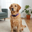 Reflective Dog Collar with Adjustable Nylon Webbing – Safe & Visible Pet Gear for Walks, Outdoor Adventures, and Nighttime Visibility (M, Blue)