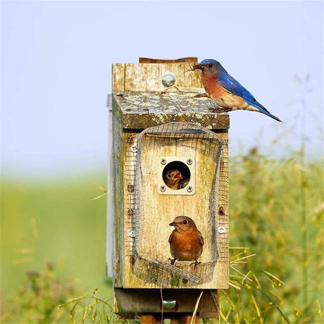4-piece predator protection device suitable for bird houses, sturdy wooden bird house protection device, predator protection device for bird houses（Inner hole 1 1/2 inch）