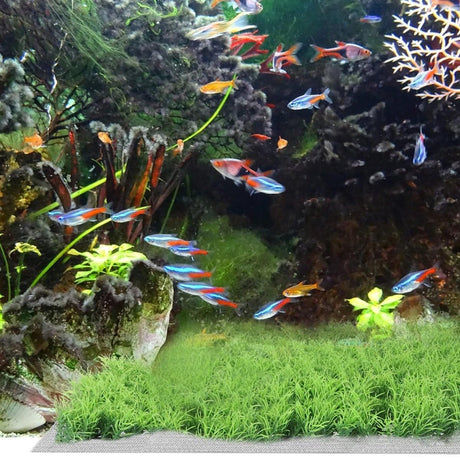 10pcs Stainless Steel Wire Mesh for Water Plants Fish Tank Aquarium Decoration - 8x8cm