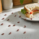 72x MINI FAKE ANTS Trick Halloween Scary Creepy Joke Prank Small Gag Toy Bug