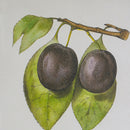 Set 2 Botanical Wall Decor 70cm