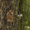 Old Man Tree Face Bird Feeder - Weather-Resistant Resin Bark Wild Bird Feeder for Outdoor Yard & Patio