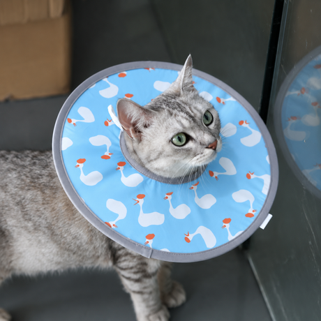 Blue Duck Soft Waterproof Elizabethan Collar for Cats & Dogs M Size - Adjustable Anti-Licking Recovery Cone After Surgery Soft Waterproof Elizabethan Collar for Cats & Dogs M Size - Adjustable Anti-Licking Recovery Cone After Surgery