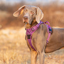 No Pull Harness Purple XL