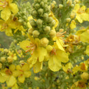 50g Organic Mullein Leaf Tea - Dried Herbal Verbascum Thapsis